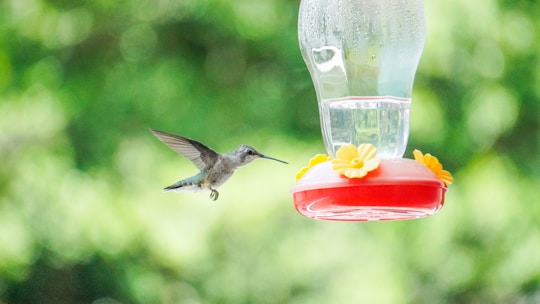 A close-up of a hummingbird feeding from a vibrant flower near a feeder filled with the homemade blend.
