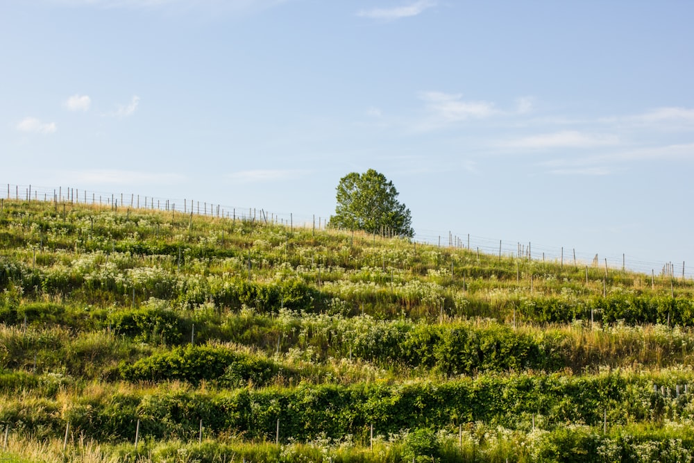 a lone tree sitting on top of a lush green hillside