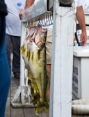 Several large fish are hanging from hooks on a wooden structure, with people standing nearby. The fish have a shiny, silvery appearance with hints of yellow. The background includes a wooden dock and some indistinct objects, likely part of a boat or fishing setup.