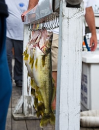 Several large fish are hanging from hooks on a wooden structure, with people standing nearby. The fish have a shiny, silvery appearance with hints of yellow. The background includes a wooden dock and some indistinct objects, likely part of a boat or fishing setup.