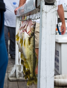 Several large fish are hanging from hooks on a wooden structure, with people standing nearby. The fish have a shiny, silvery appearance with hints of yellow. The background includes a wooden dock and some indistinct objects, likely part of a boat or fishing setup.