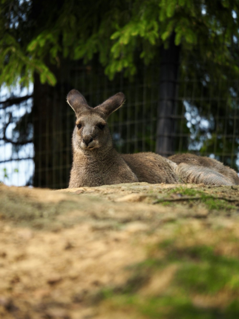 a kangaroo laying on the ground next to a fence