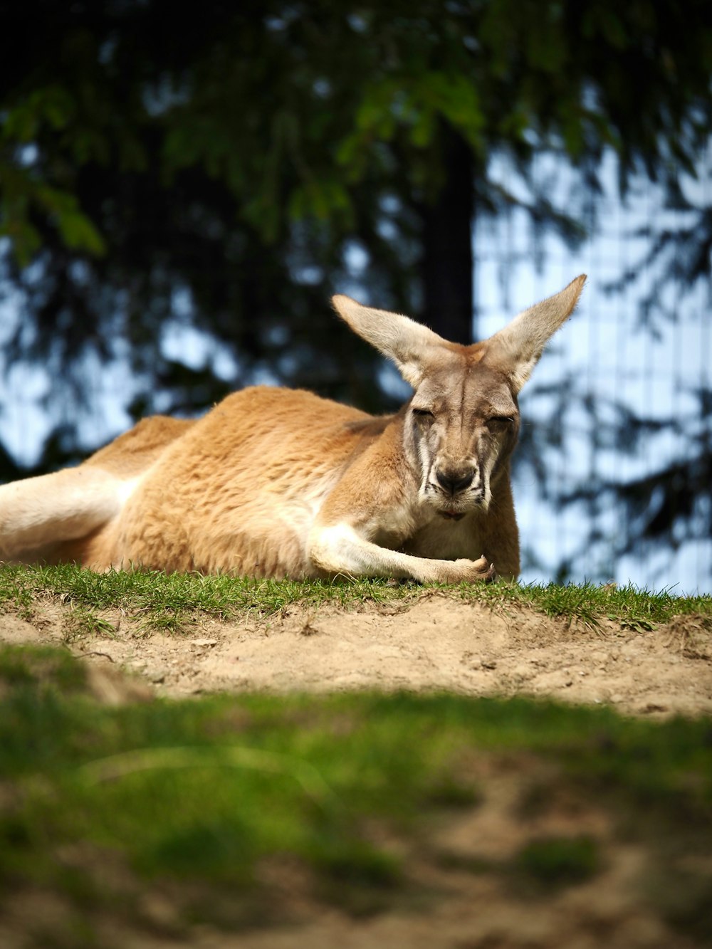 a kangaroo laying on the ground in the grass