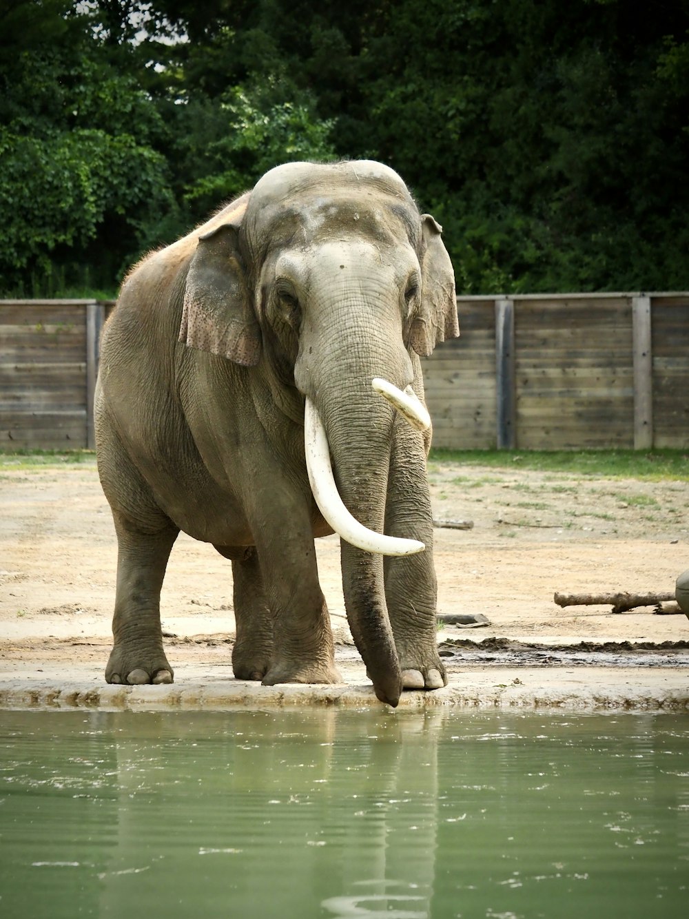 an elephant standing in a pool of water