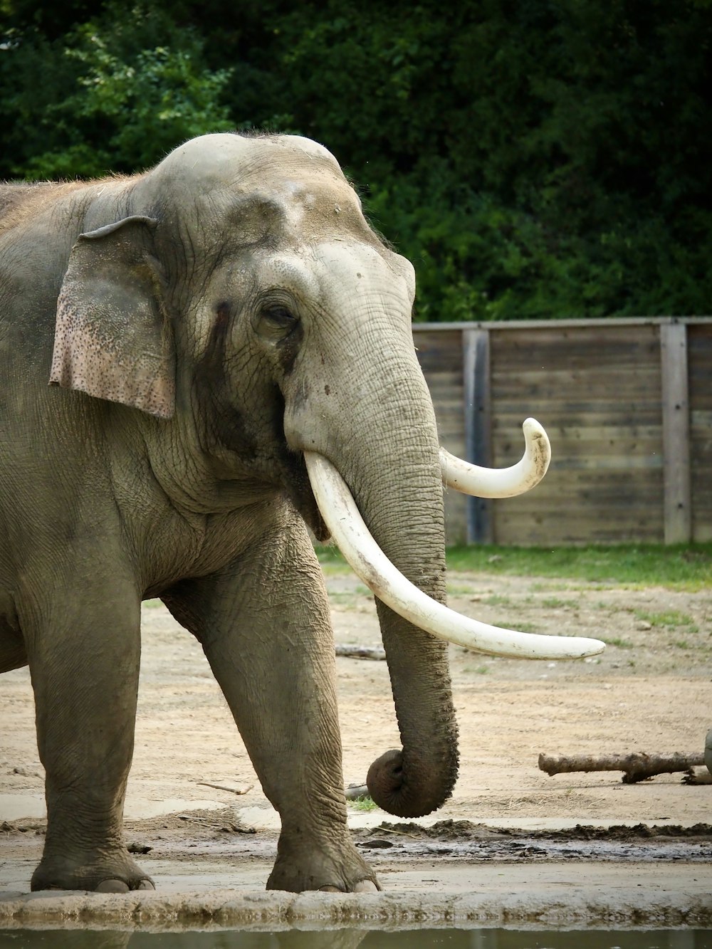 an elephant with large white tusks standing in front of a body of water