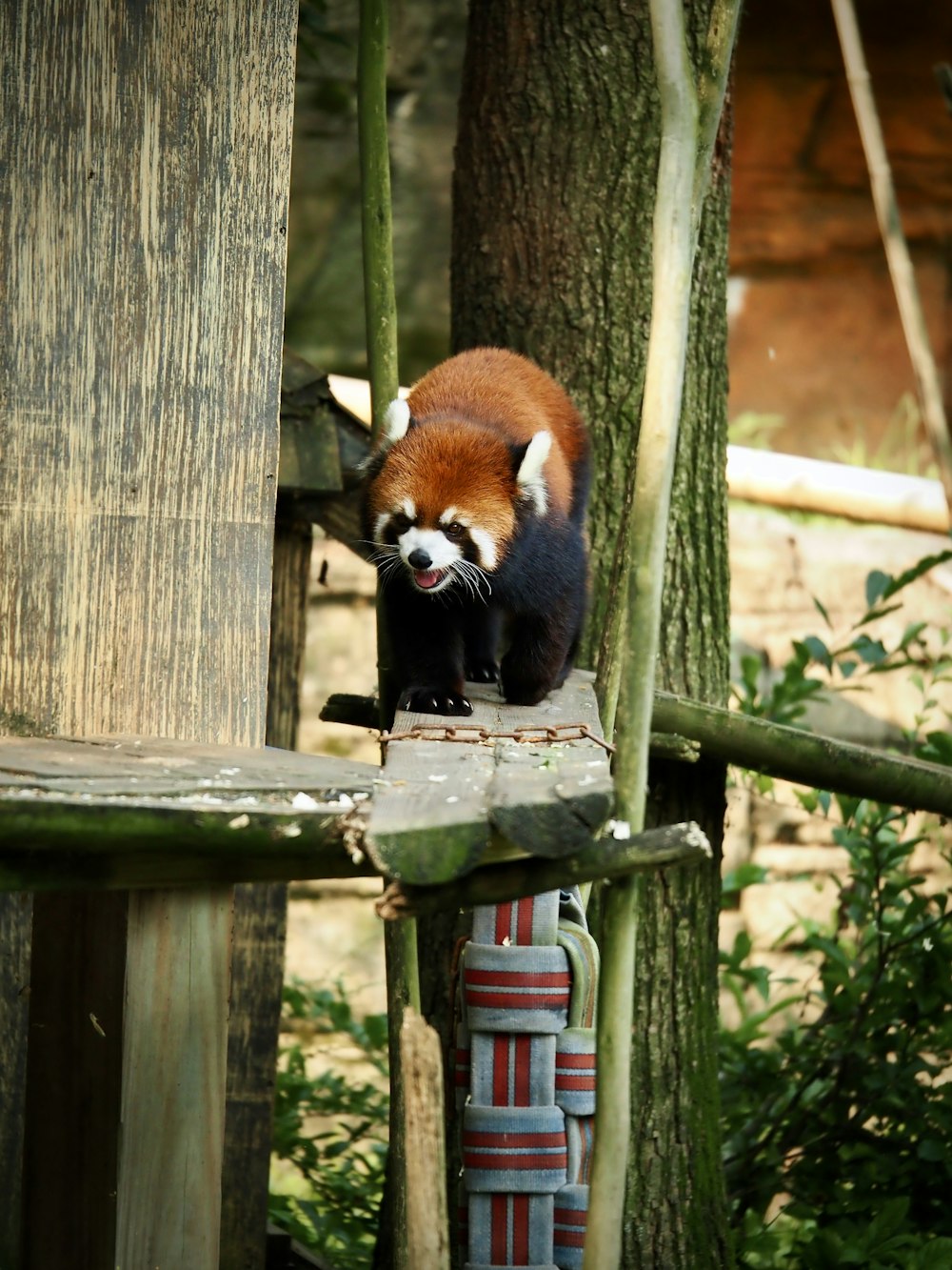 a red panda standing on top of a wooden structure