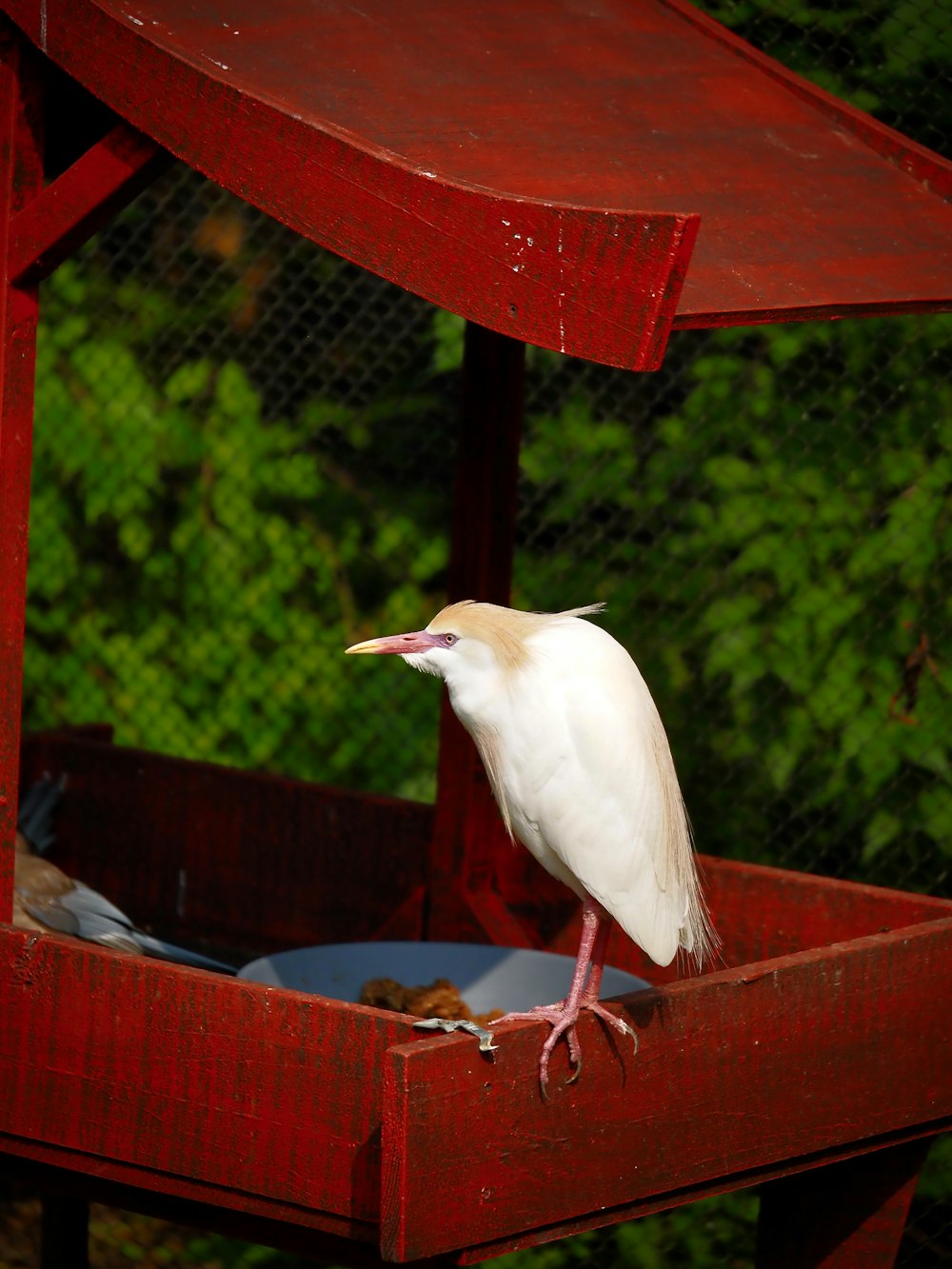 a white bird with a long beak standing in a red container
