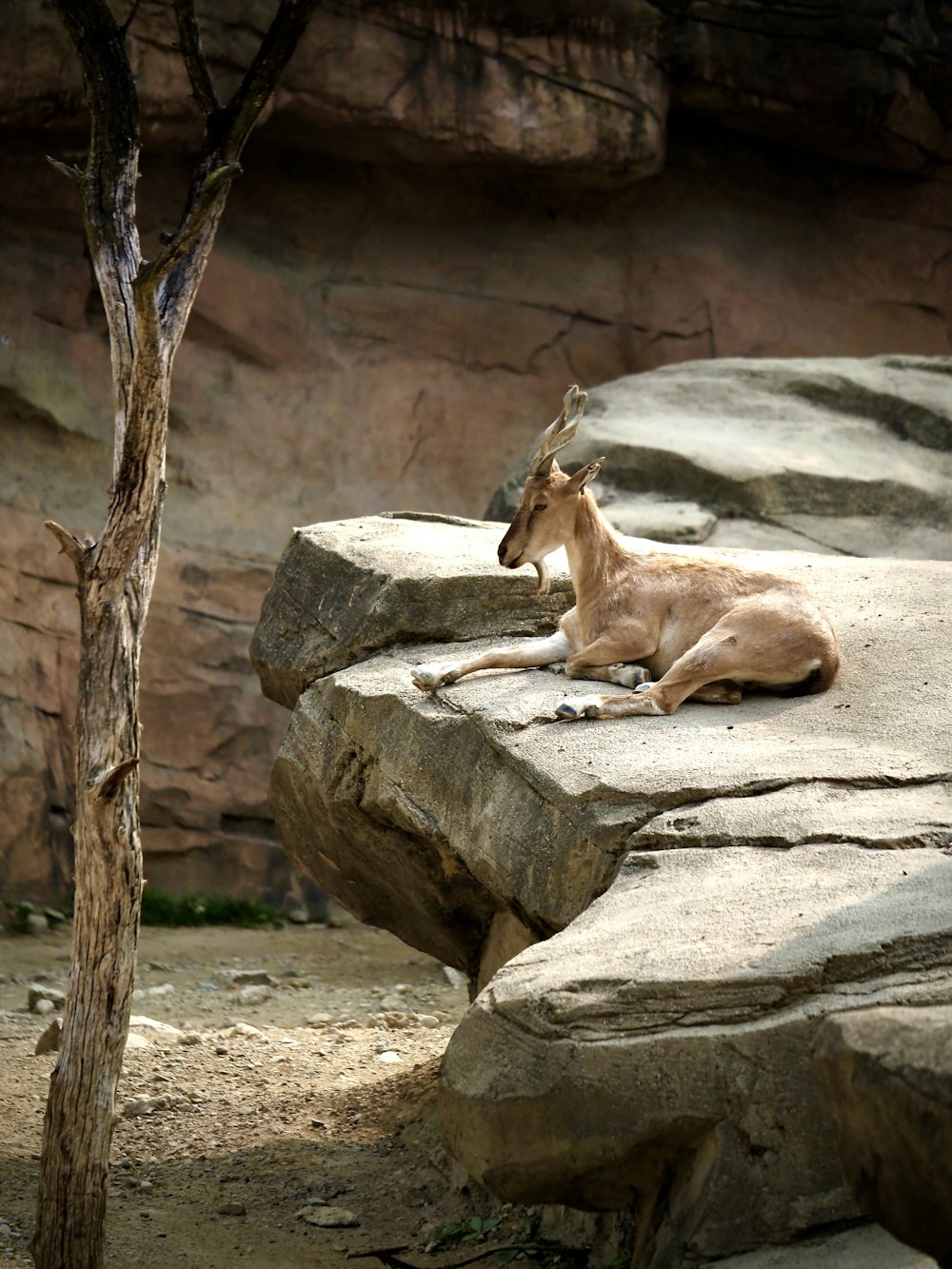 a goat laying on a rock in a zoo enclosure