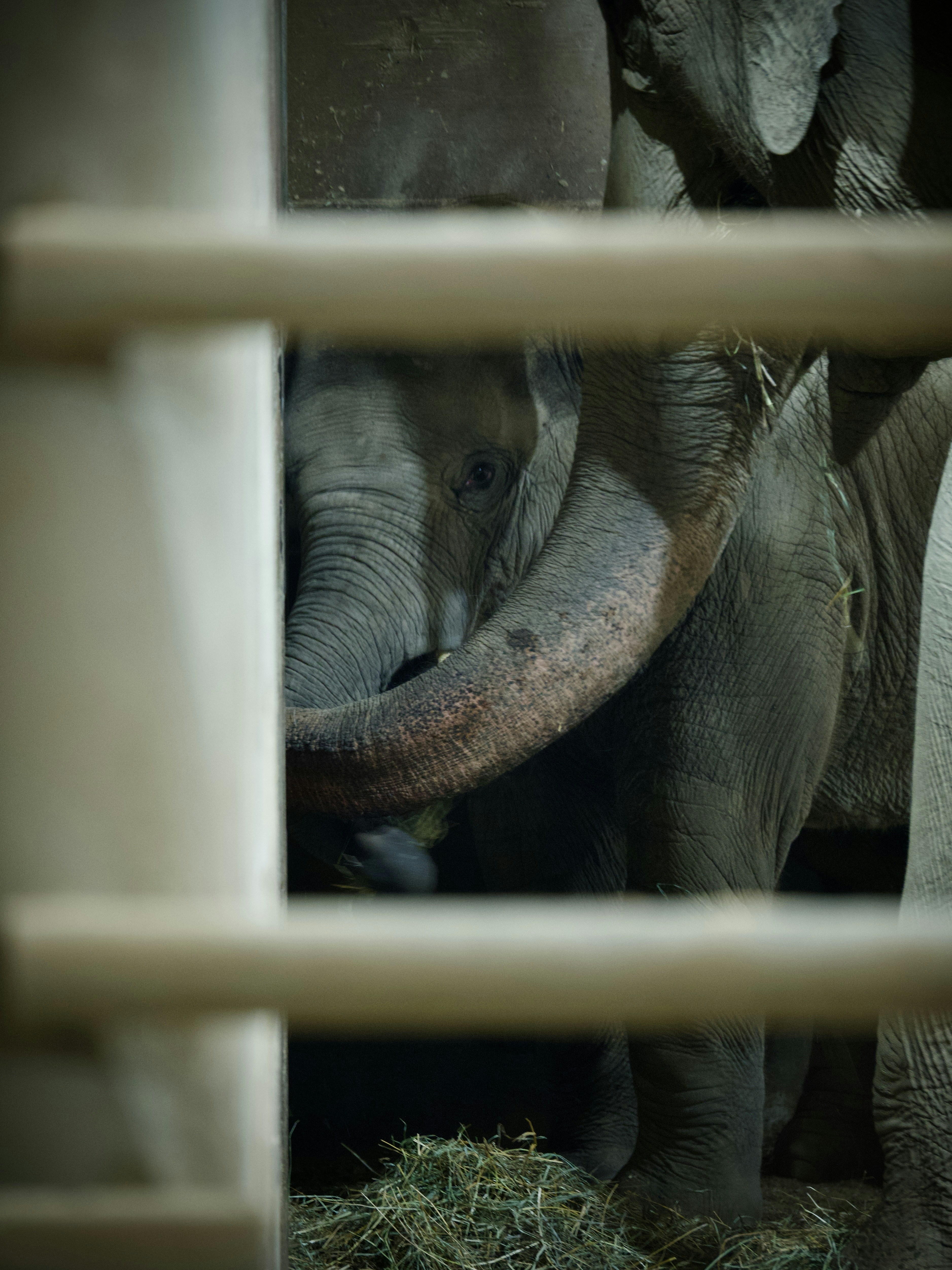 Un grupo de elefantes parados uno al lado del otro