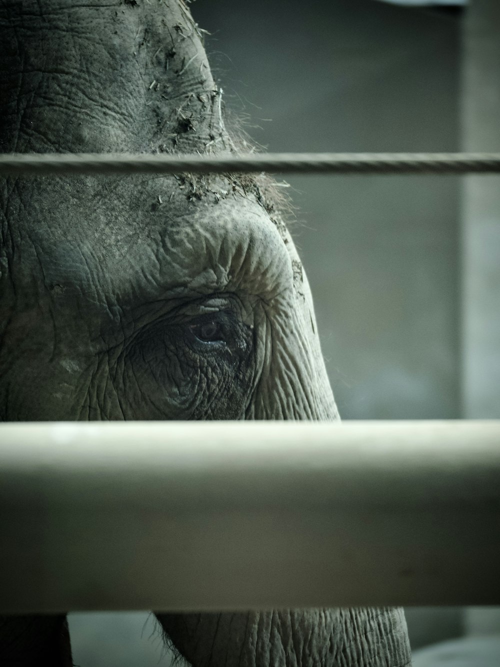 a close up of an elephant behind a fence