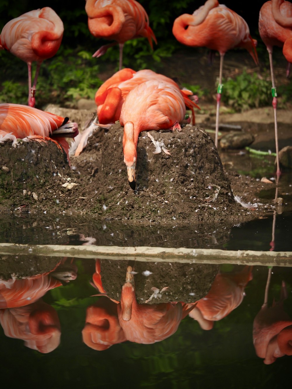 a group of flamingos standing around a body of water