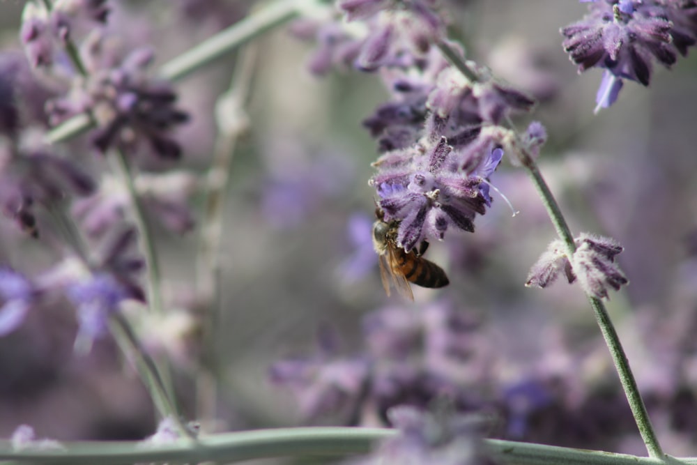 a bee is sitting on a purple flower