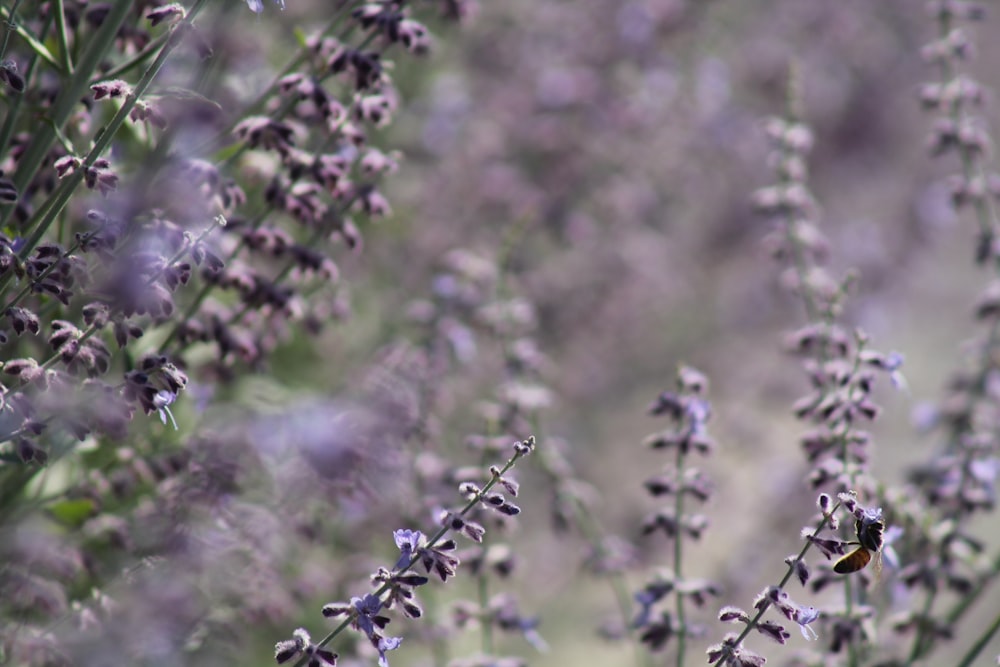 a bunch of lavender flowers in a field