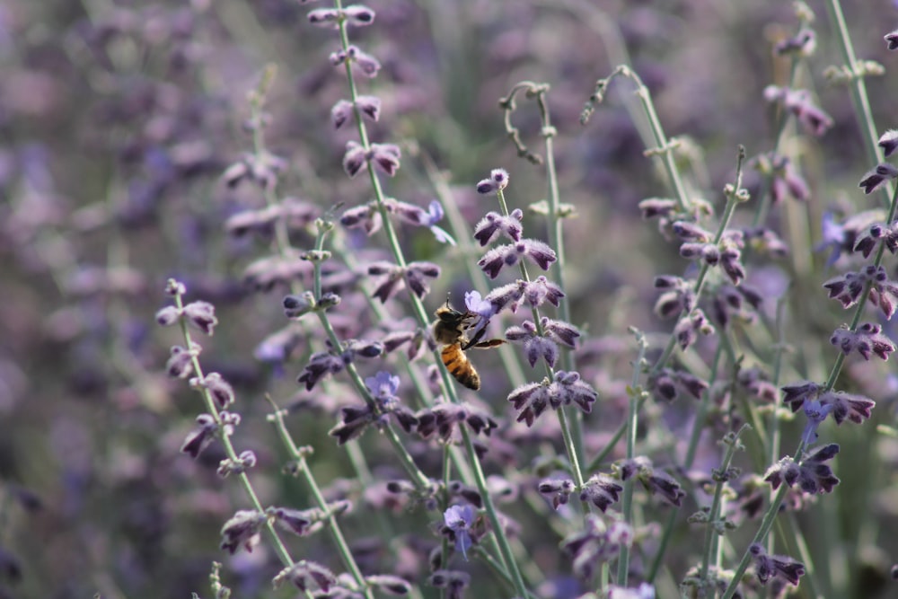 a bee is sitting on a lavender plant