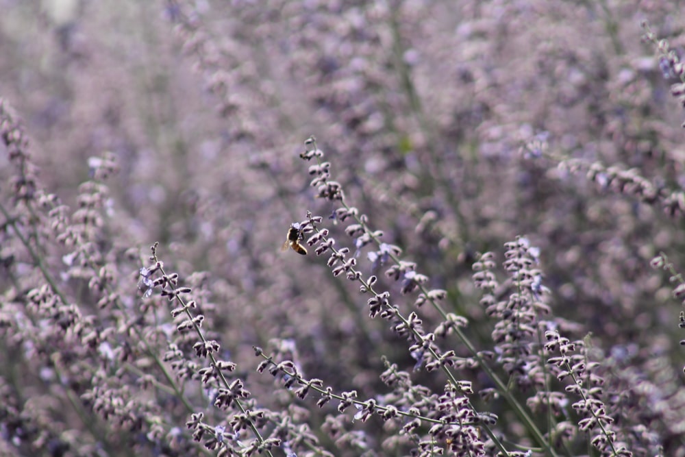 a bee is sitting on a lavender plant