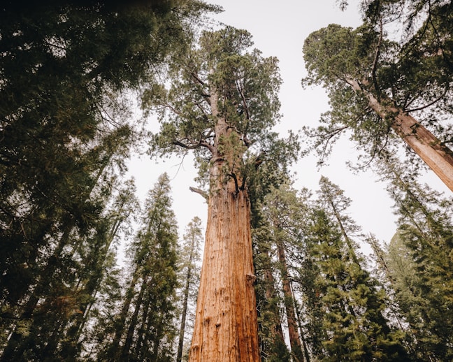 a tall tree standing in the middle of a forest