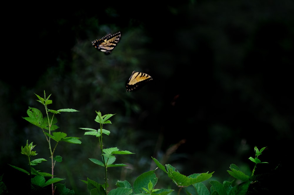 a couple of butterflies flying over a lush green forest
