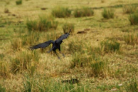 Gamefowl landing gracefully on soft grass beneath a low perch, stabilizing posture.