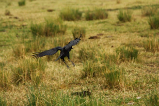 Gamefowl landing gracefully on soft grass beneath a low perch, stabilizing posture.