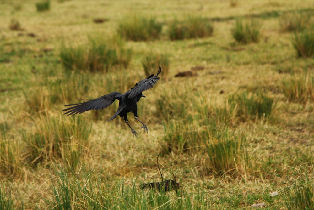 a large black bird flying over a lush green field