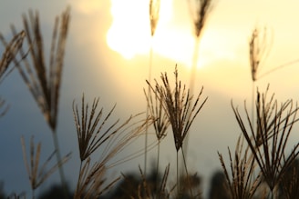 Sunlight filtering through tall grasses beside a reflective water feature in a peaceful courtyard.