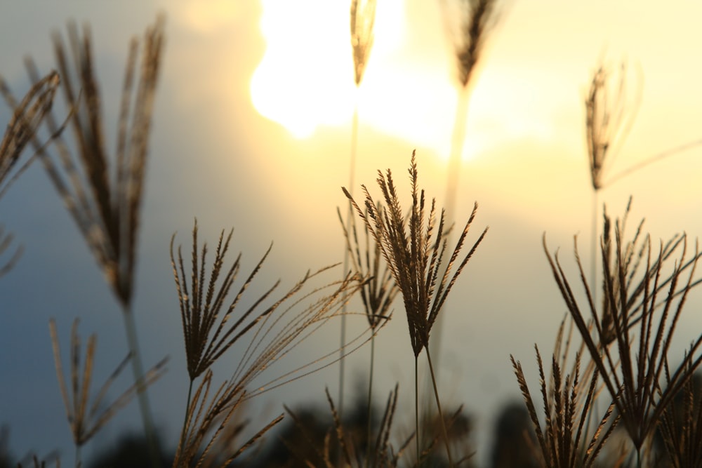 the sun shines through the clouds over a field of grass