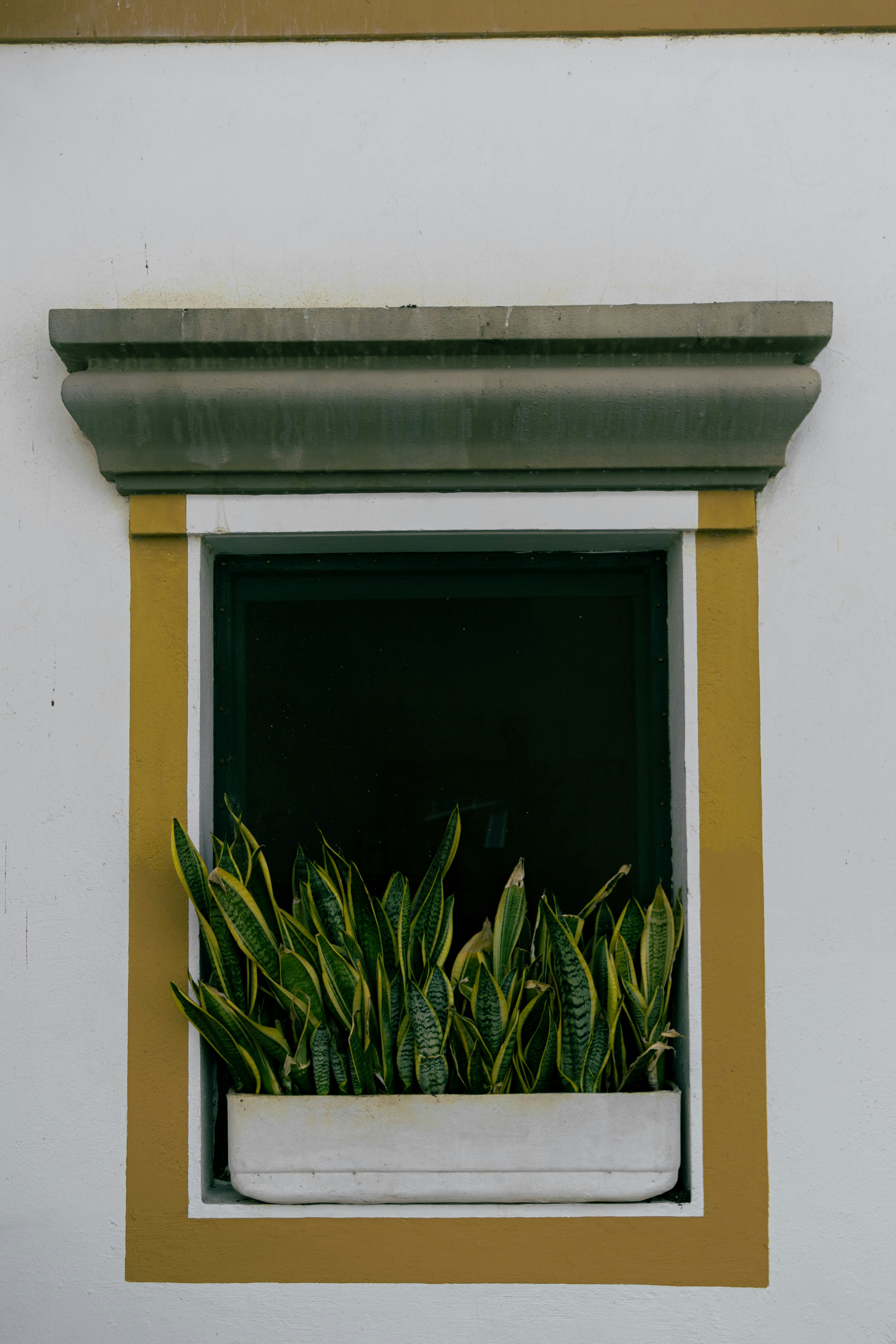 una ventana con una planta en una pared blanca