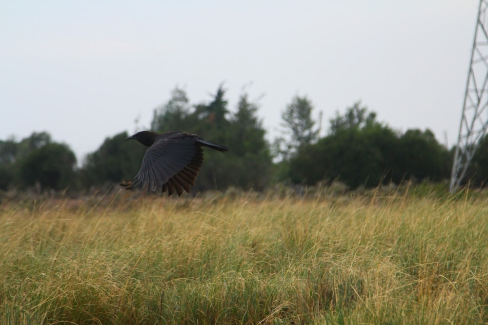 a large bird flying over a lush green field