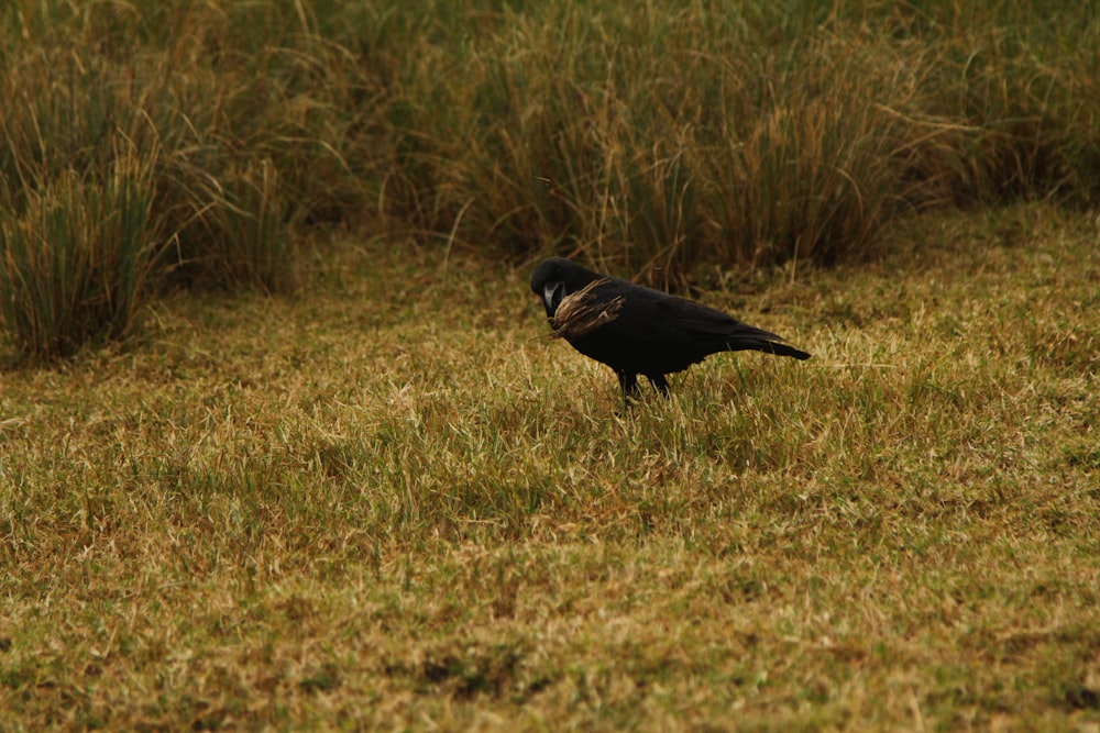 a black bird standing on top of a grass covered field