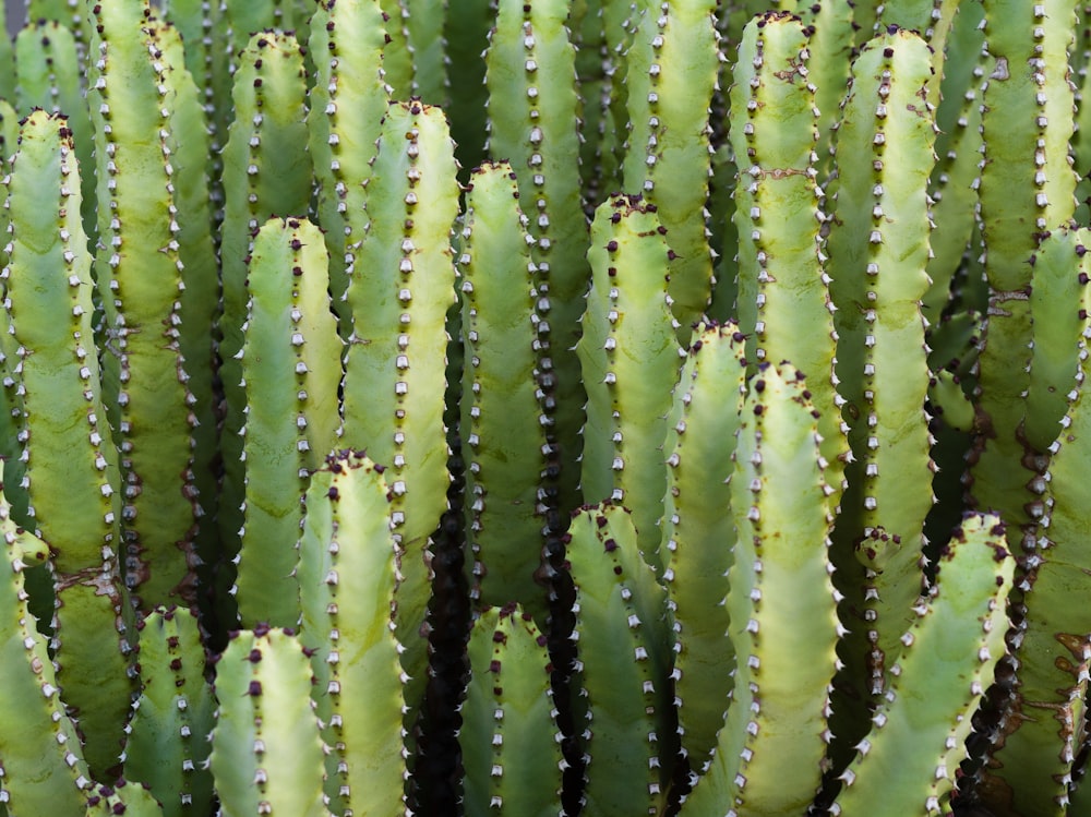 a close up of a green cactus plant