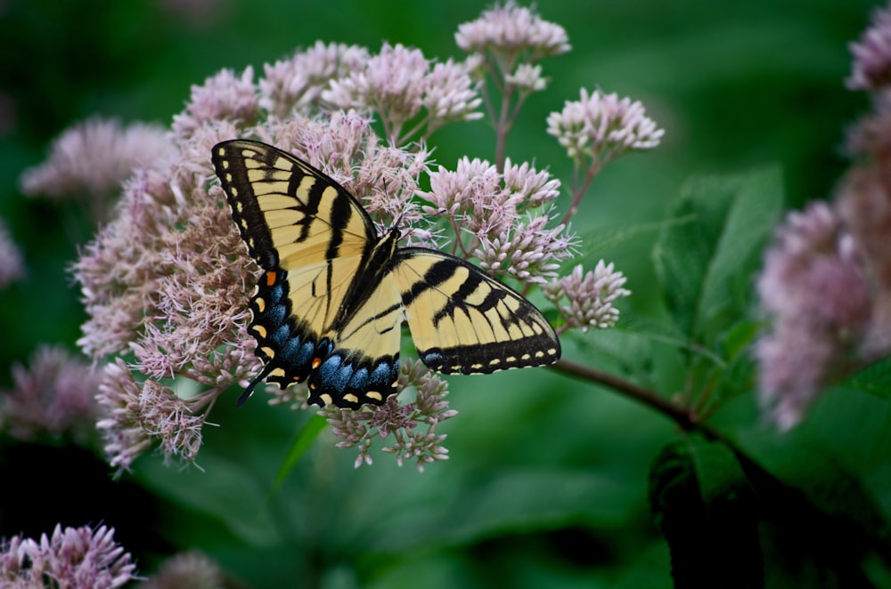 a yellow and black butterfly sitting on a flower