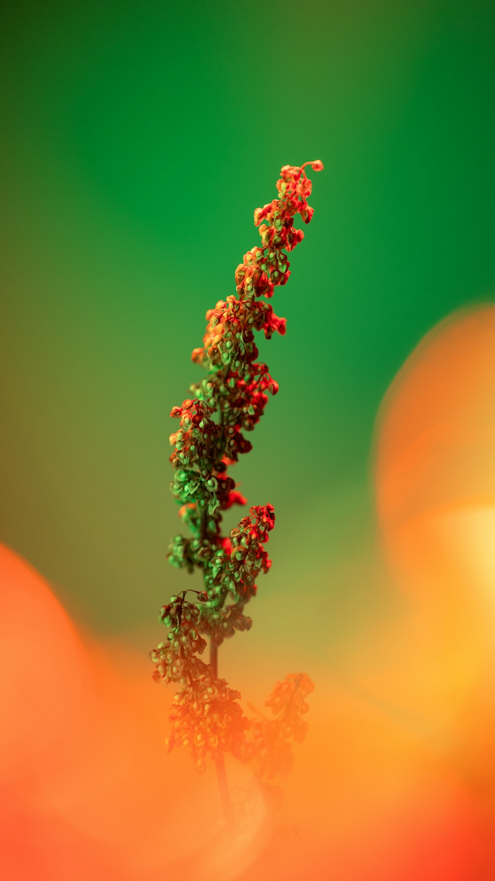 a close up of a small plant on a blurry background