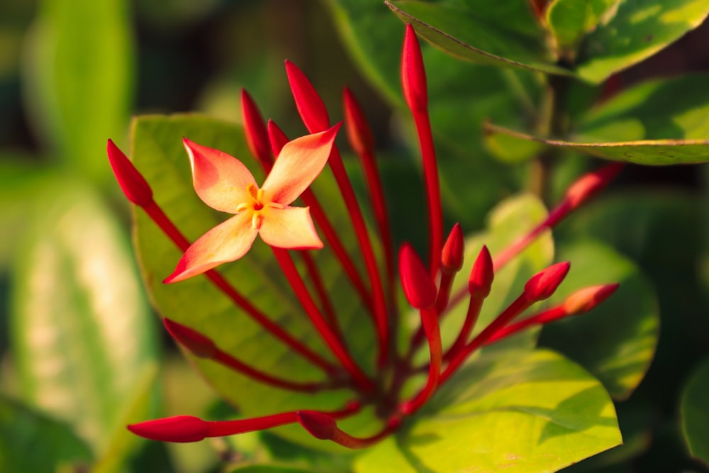 a red and yellow flower with green leaves