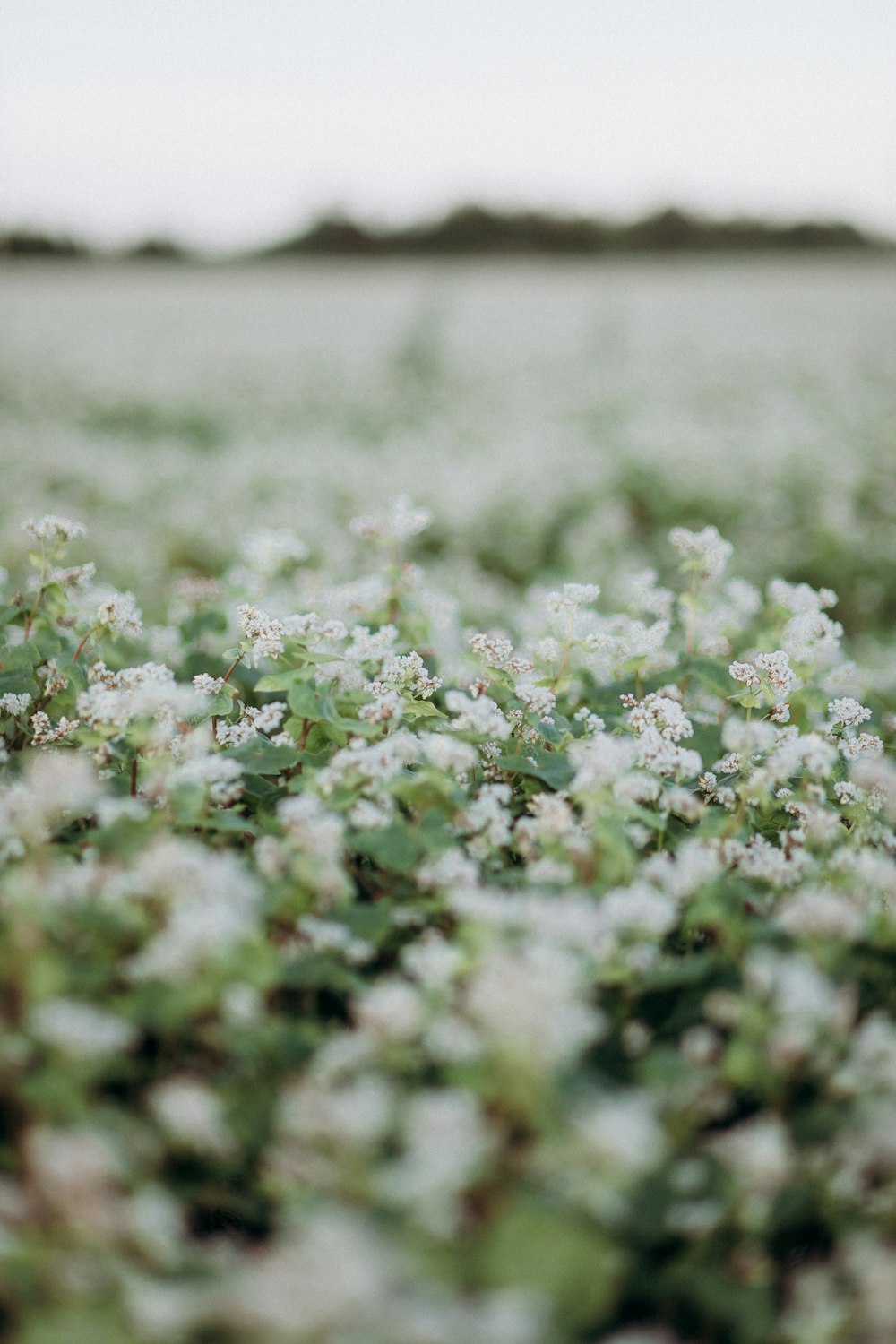 um campo cheio de flores brancas com um fundo do céu
