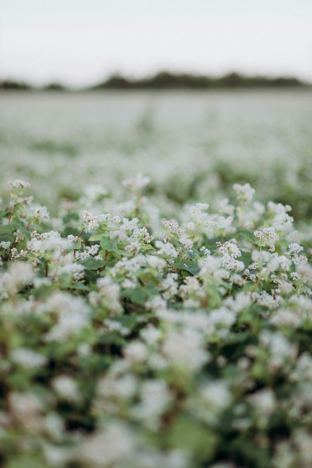 a field full of white flowers with a sky background