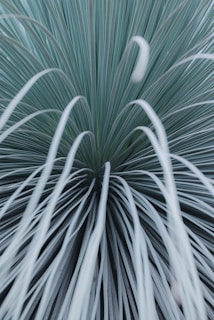 a close up of a green and white plant
