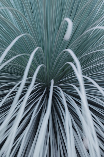 a close up of a green and white plant