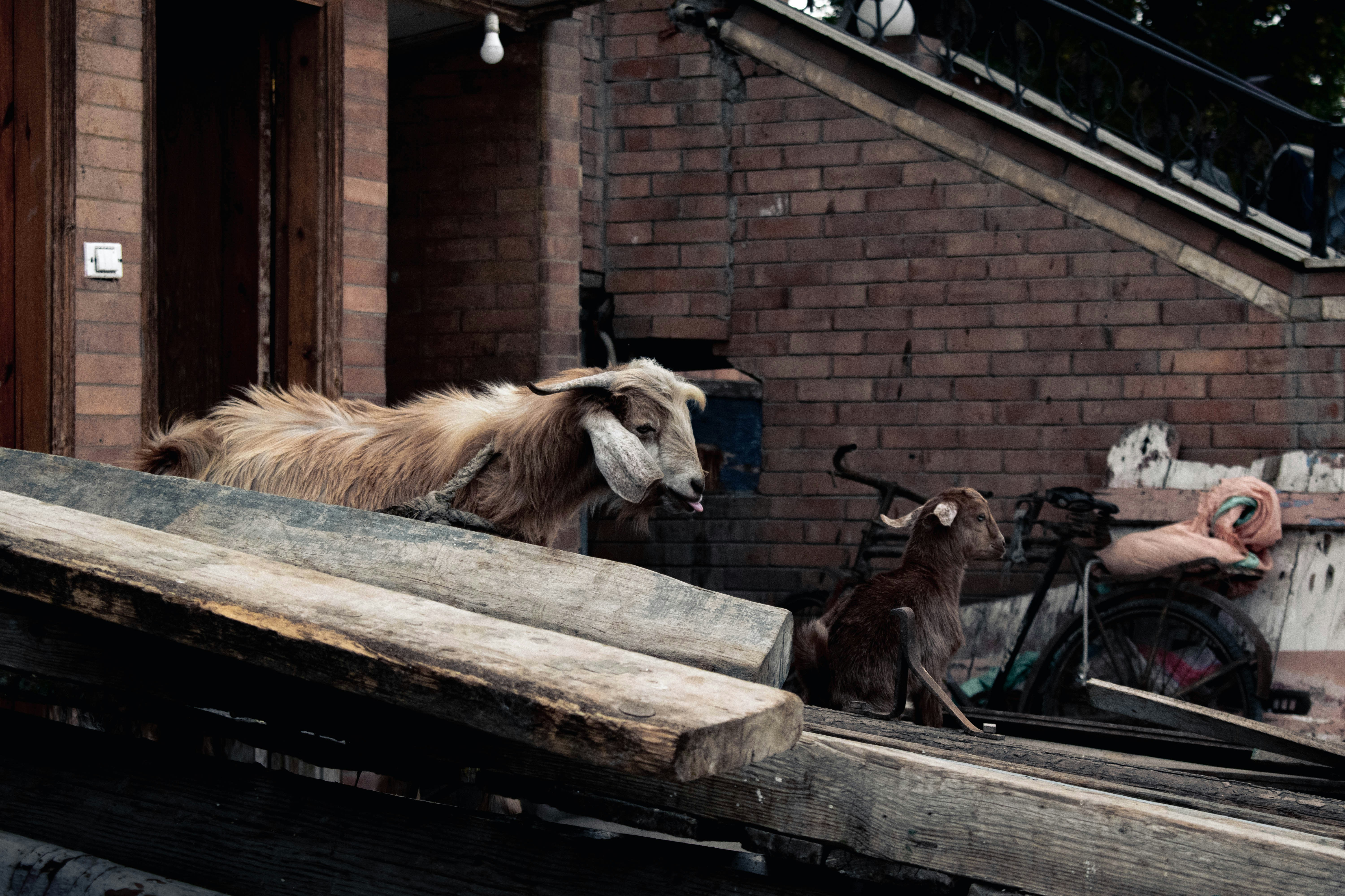 a goat standing on top of a pile of wood
