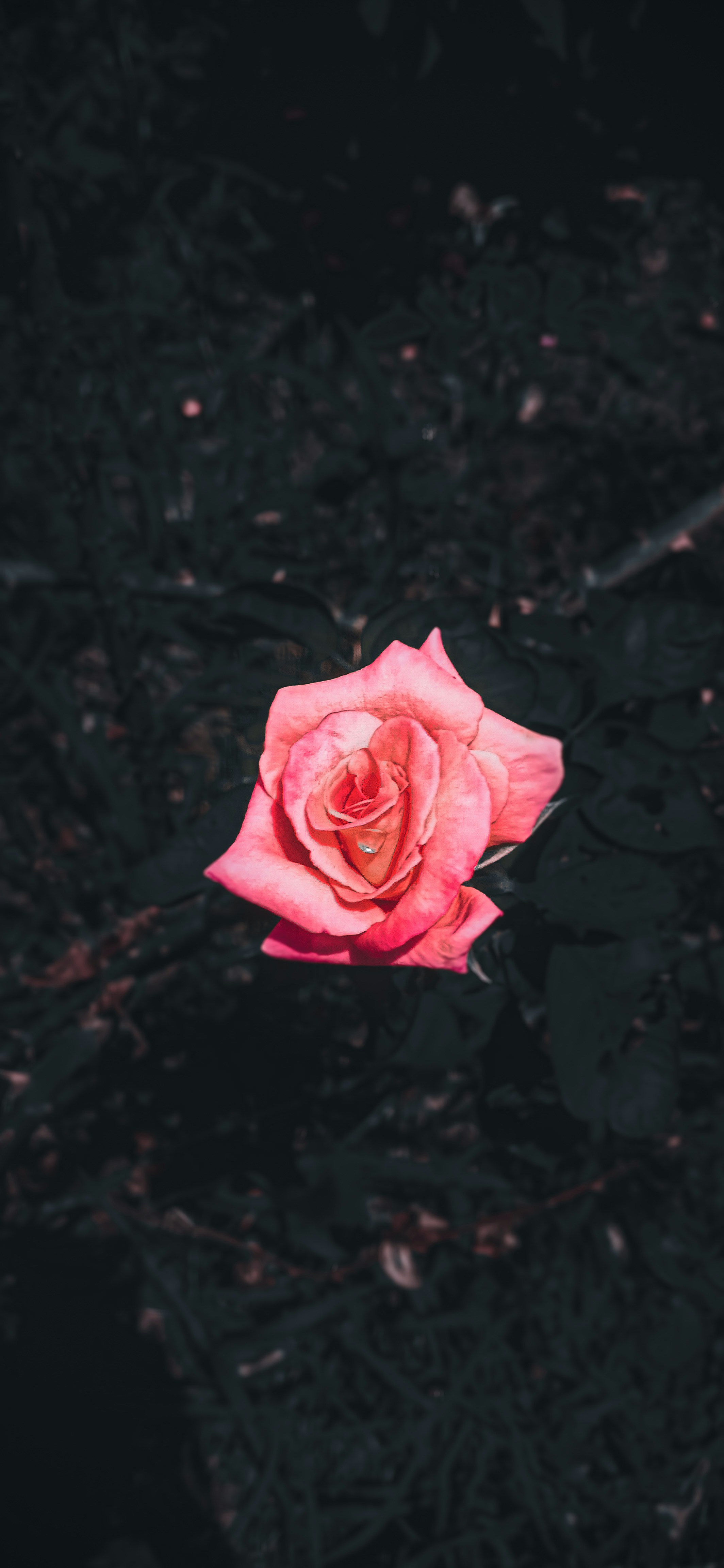 Photo by sba_saklaine