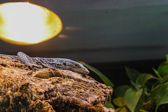 A lizard rests on a textured, brown piece of wood under a bright light. Green leaves are visible in the background, adding a natural feel to the environment.