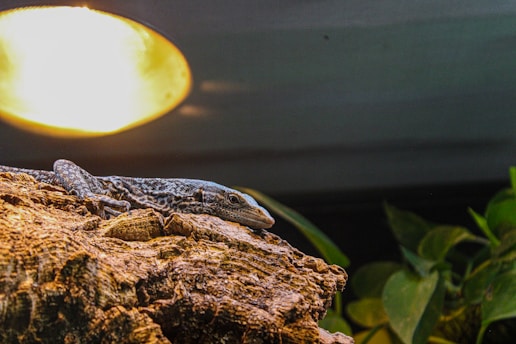 A lizard rests on a textured, brown piece of wood under a bright light. Green leaves are visible in the background, adding a natural feel to the environment.