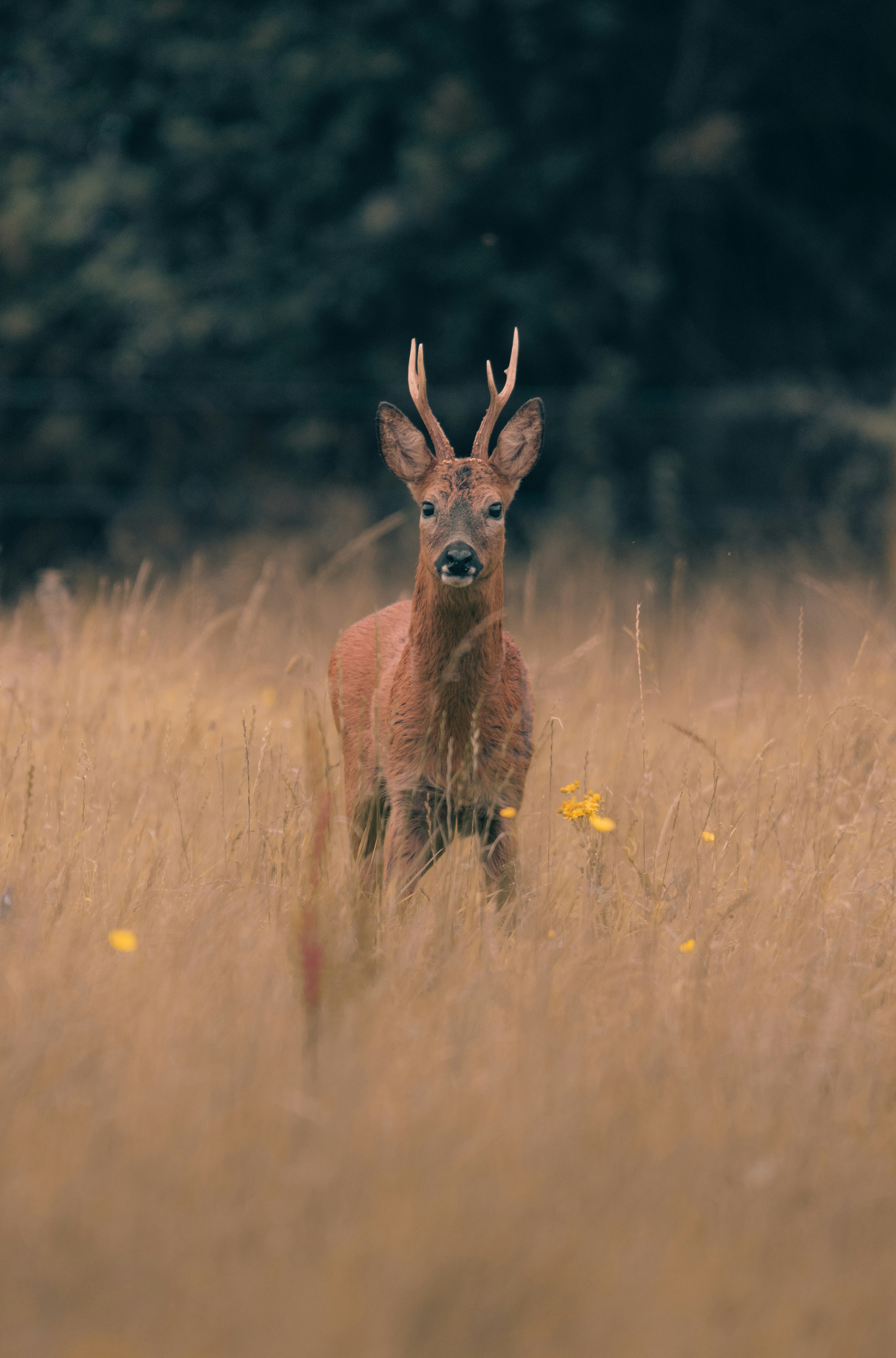 Photo by denleyjones