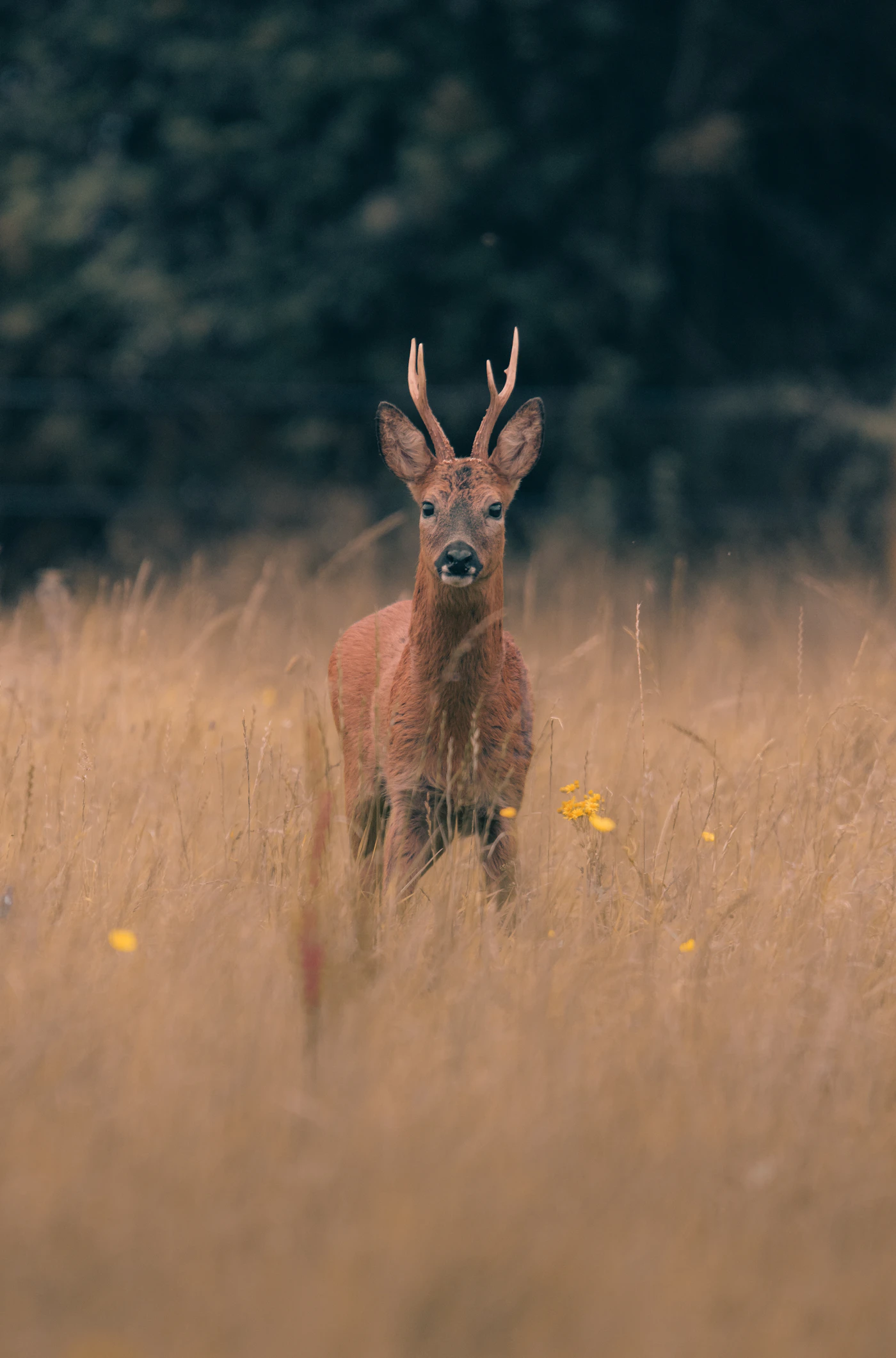 Deer in a meadow