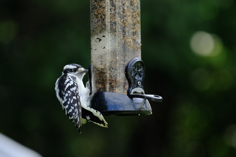 a bird that is sitting on a bird feeder