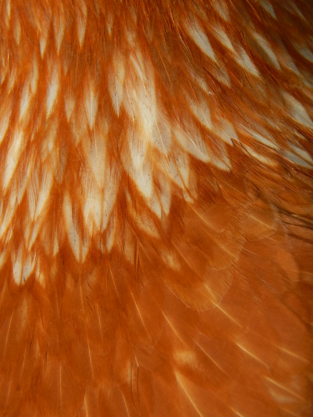Nahaufnahme der Federn eines orangefarbenen und weißen Vogels