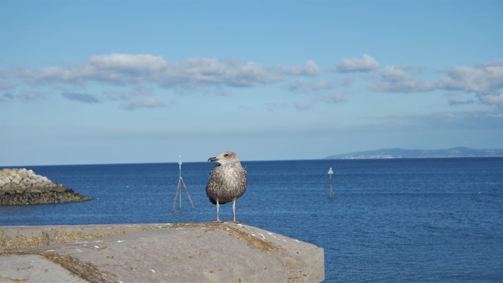 a seagull is standing on a ledge near the ocean