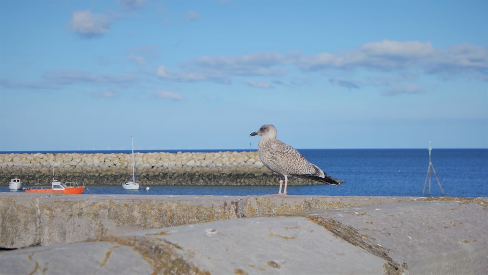 a seagull is standing on a ledge near the water