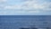 A tranquil sea with a wide expanse of blue water stretches towards the horizon, where numerous wind turbines stand against a backdrop of soft, cloudy skies. The scene conveys a sense of calm and harnesses the theme of renewable energy.