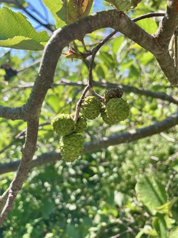 Green, cone-shaped seeds or small fruits hang from a branch. The branch is part of a larger tree with green leaves. Sunlight filters through the leaves, casting soft shadows and illuminating the leaves and branches. The background is filled with blurred foliage, creating a natural and serene environment.