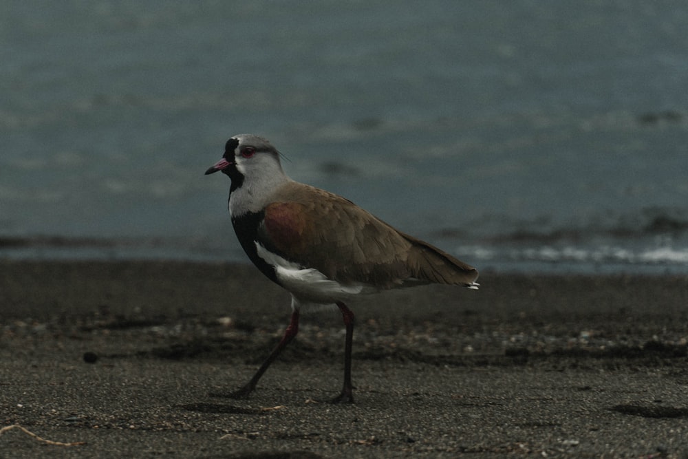 Un oiseau debout sur une plage au bord de l’océan